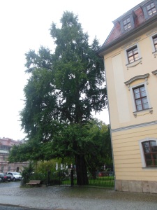 Gingko tree, Weimar